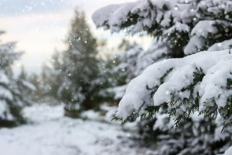 First snow in the forest Stock Photos