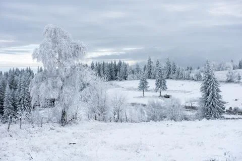 First snow in the forest Stock Photos