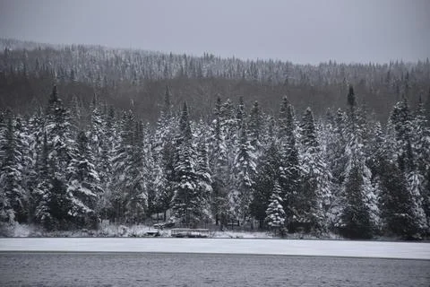 First snow on the forest Stock Photos