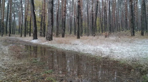 First snow in the forest. Road with puddles. Stock-Footage 68999830