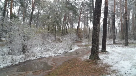First snow in the forest. Road with puddles. Video stock 69000985