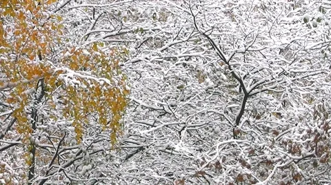 First snow in the forest in Siberia. 스톡 동영상 68600980