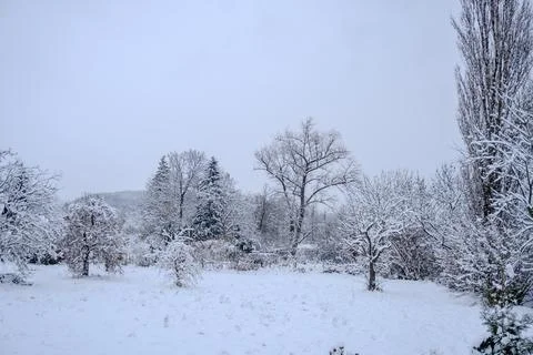 The first snow in the forest. Trees and shrubs covered with abundant snow Stock Photos
