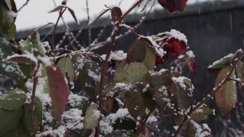 First snow in a garden Stock Footage 167494986