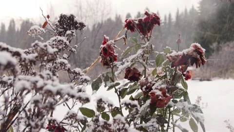 First snow in a garden Video stock 167494993