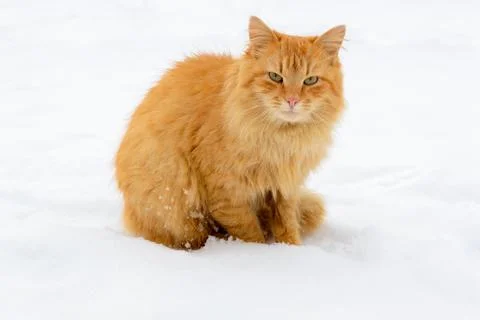 First snow. Ginger cat sits in the snow in winter. Stock Photos