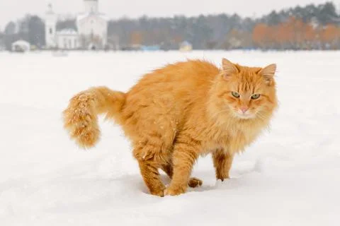 First snow. Ginger cat sits in the snow in winter. Stock Photos