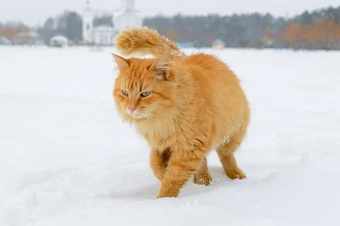 First snow. Ginger cat sits in the snow in winter. Stock Photos