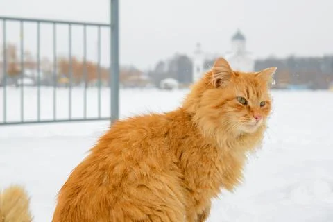 First snow. Ginger cat sits in the snow in winter. Stock Photos