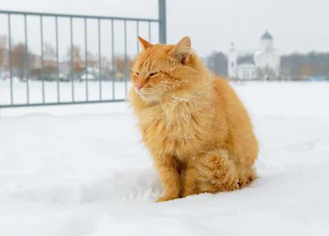 First snow. Ginger cat sits in the snow in winter. Stock Photos