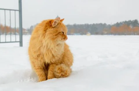 First snow. Ginger cat sits in the snow in winter. Stock-Fotos
