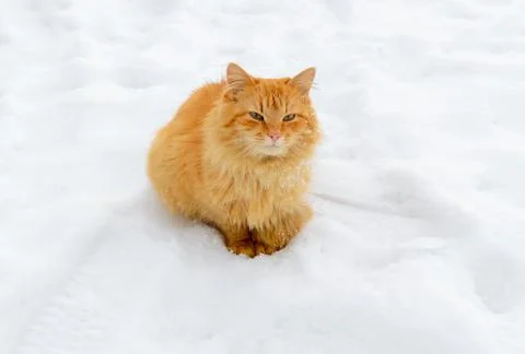 First snow. Ginger cat sits in the snow in winter. Stock Photos