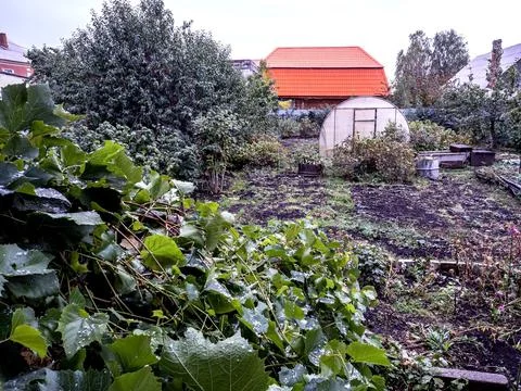 First snow on grape leaves on a cloudy autumn day Stock Photos