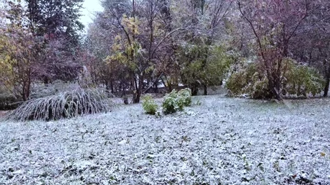 First snow on the grass and trees in the garden. Snowfall. Stock Footage 289097944