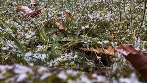 First Snow in the grass garden Time Lapse 03 Stock Footage 101937537
