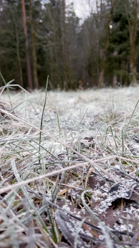 First snow on grass in nature forest. Early morning frost. Change of seasons Stock Footage 255995258