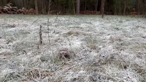 First snow on grass in nature forest. Early morning frost. Change of seasons Stock Footage 255996438