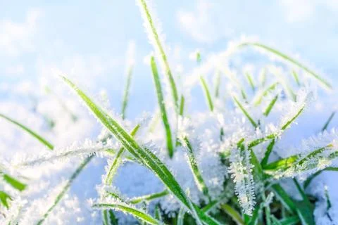 First snow on the grass Stock Photos