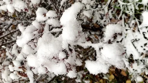 First snow on green branches. late fall. First snow in the city. Video stock 220225229