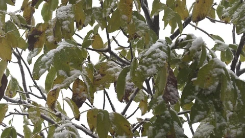 First snow on green leaves of trees Stock Footage 97824671