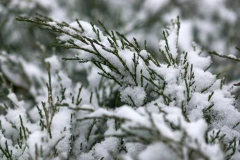 First snow on juniper branches Stock Photos