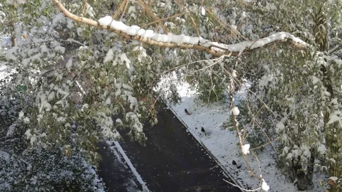 The first snow lay on the green trees Video stock 83452189