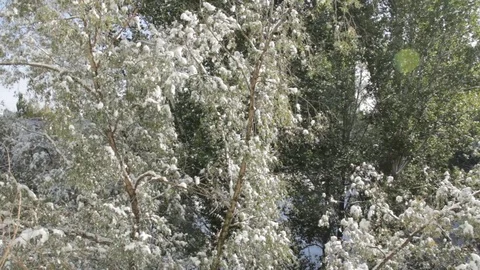The first snow lay on the green trees Video stock 83452190