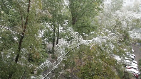The first snow lay on the green trees Video stock 83452237