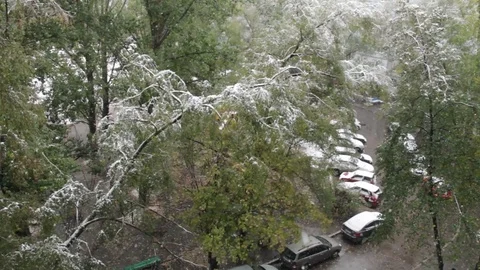 The first snow lay on the green trees Video stock 83452260