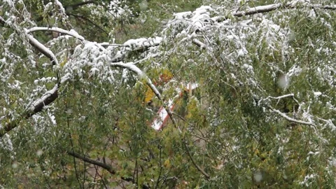 The first snow lay on the green trees Stock Footage 83452275