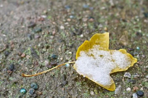 First snow on  leaves Stock Photos
