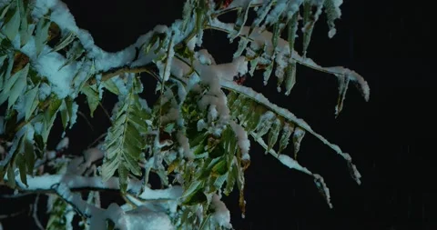 The first snow, the leaves of a tree full of snow in the park. Stock Footage 314633997