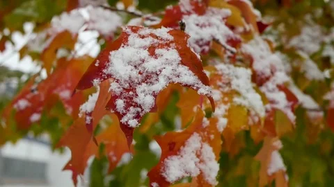 First Snow on Maple Tree in Autumn. Stock Footage