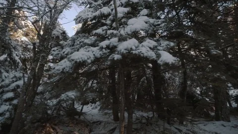 First snow on the mountain forest trees, winter driving plate Video stock 84135517