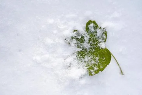 The first snow on one green leaf Foto stock