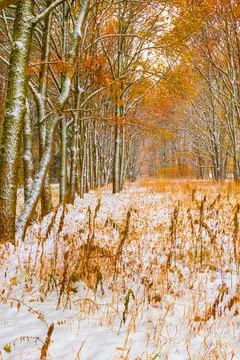 First snow in an orange fall forest. Interseason. Blurred background, backgro Stock Photos