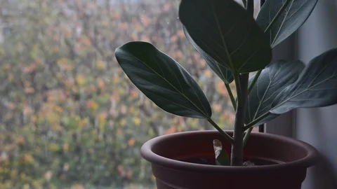 First snow outside home window Stock Footage 120734502