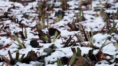 The first snow in the park Stock Footage 165597802