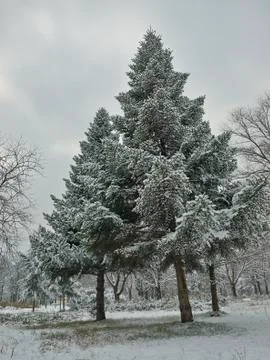 First snow in the park Foto stock