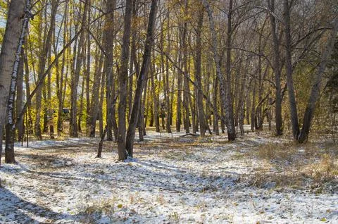 First snow in the Park Stock Photos