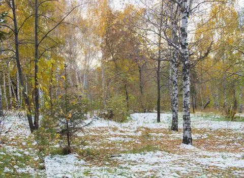 First snow in the Park Foto stock