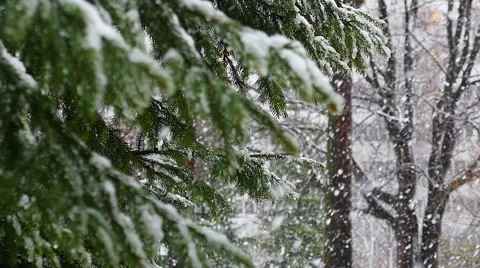 First snow in the Park. slow motion Vidéo 63072956