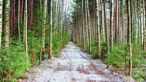 The first snow on a path in a birch grove, tree trunks reaching up. Aerial Drone Stock Footage 257768020