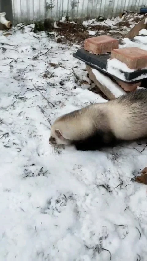 First snow for a pet ferret 스톡 동영상 146845180