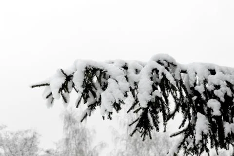 First snow Stock-Fotos