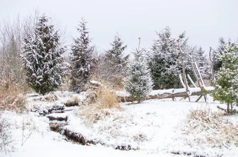 First snow. Stock Photos