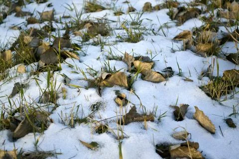 First snow Stock Photos