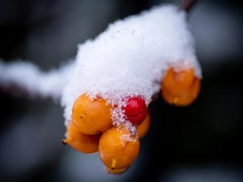First snow Stock Photos