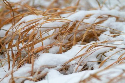 The first snow Stock Photos
