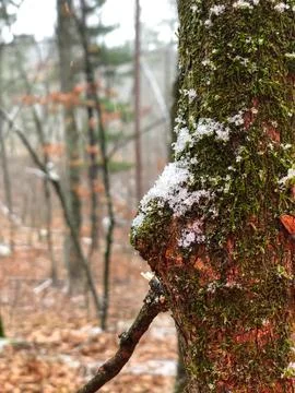 First snow Stock Photos